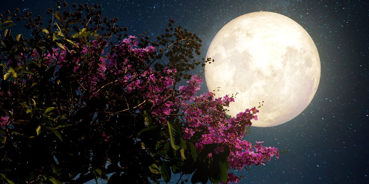 امشب تماشای ماه صورتی را از دست ندهید