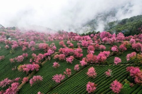 شکوفه های گیلاس زمستانی در یوننان چین