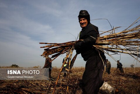 یک کارگر در حال برداشت از مزرعه نیشکر هفت تپه